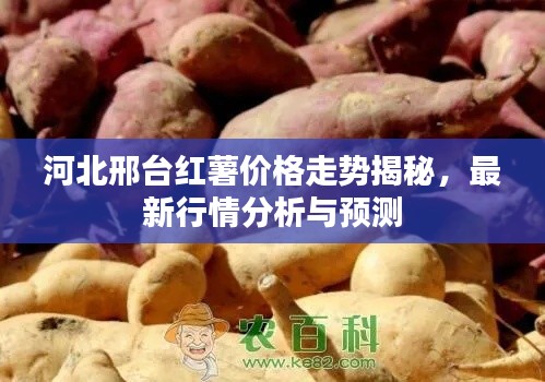 河北邢台红薯价格走势揭秘,最新行情分析与预测