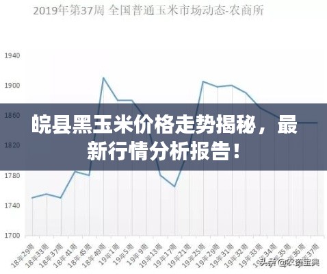 皖县黑玉米价格走势揭秘,最新行情分析报告!