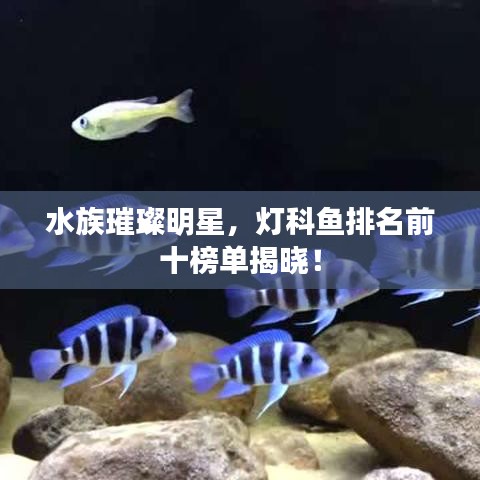 水族璀璨明星,灯科鱼排名前十榜单揭晓!