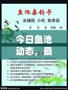 今日鱼池动态,最新消息与图片概览